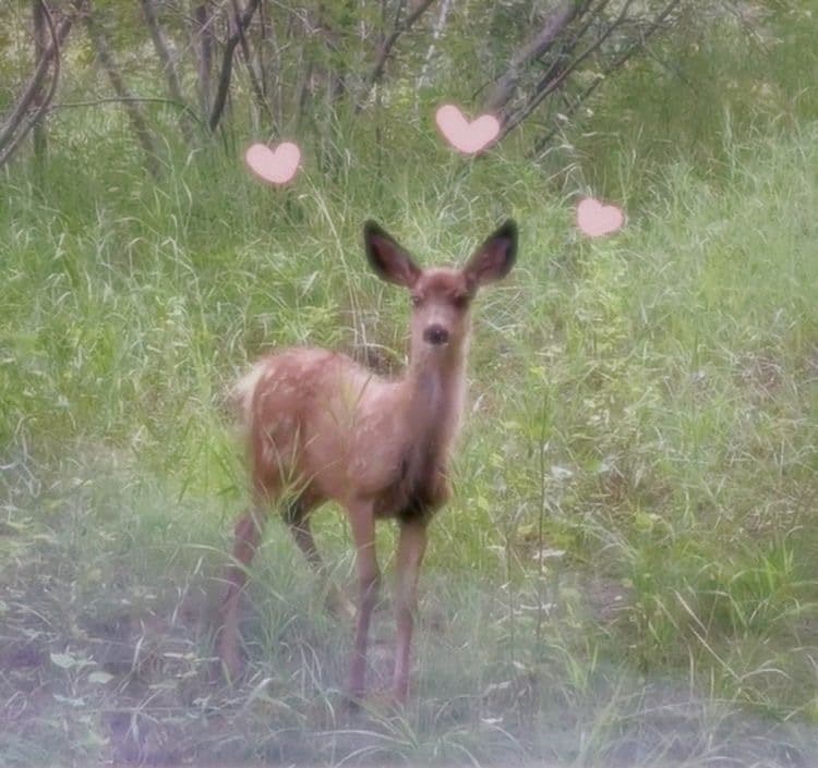 Fawn 🧚🏻🤍 NO PPV