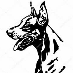 DOBERMANN🏳️‍🌈